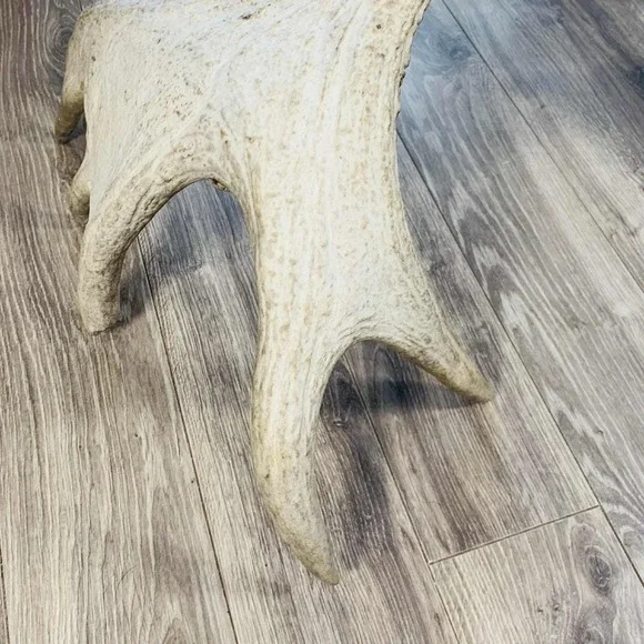 Naturally Shed Wild Moose Antler (Horn, Knife, Carving, Chew, Taxidermy) Full - Picture 11 of 16